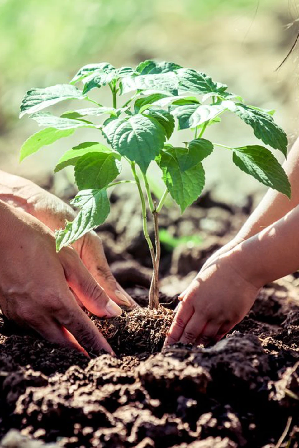 Tree Planting (1)
